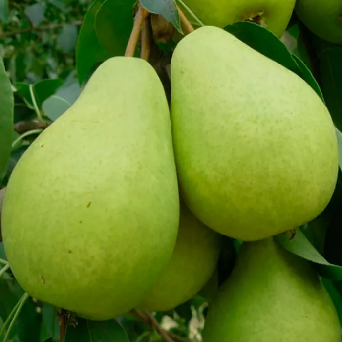 Груша Февральский сувенир v 5-10 