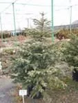 Ель колючая C26, 60-80 UL 
