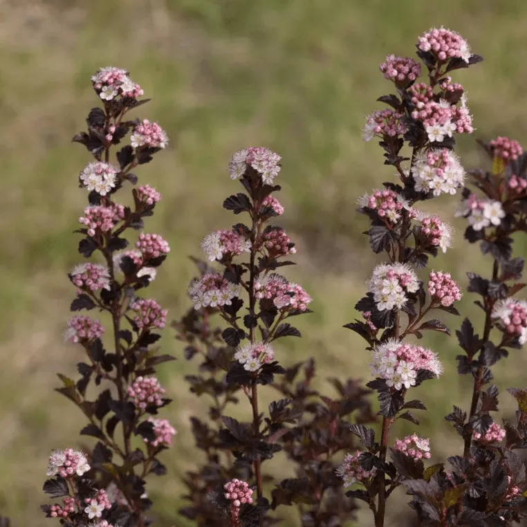 Пузыреплодник калинолистный Тинни Вайн v2 Tim 