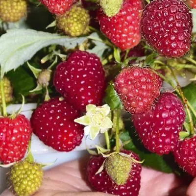 Малина крупноплодная Сказка Р9 ОСП 