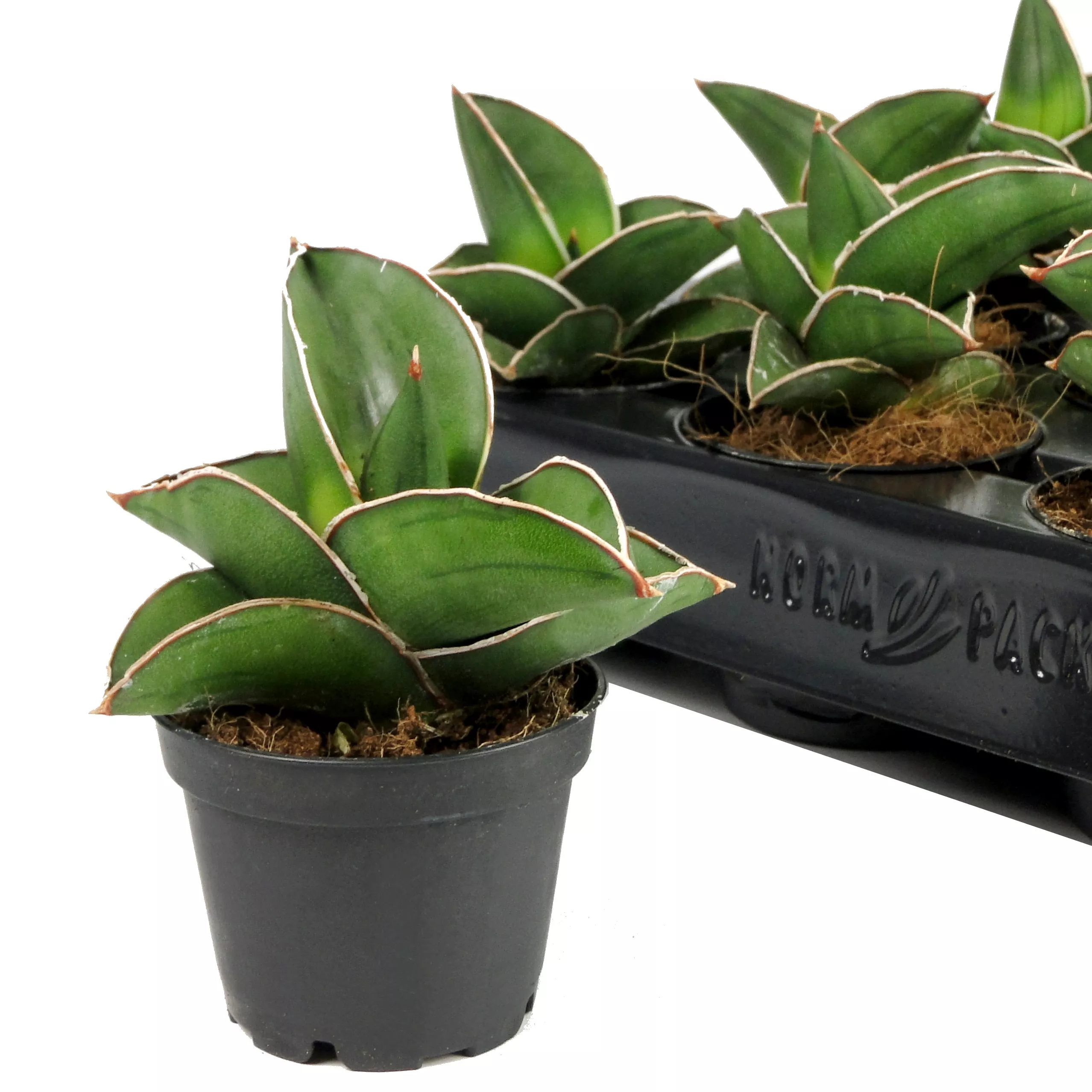 Сансевиерия Ханни d6 h15 