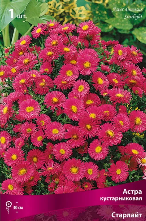 Корневище Астра кустарниковая Старлайт 1шт. Поиск 