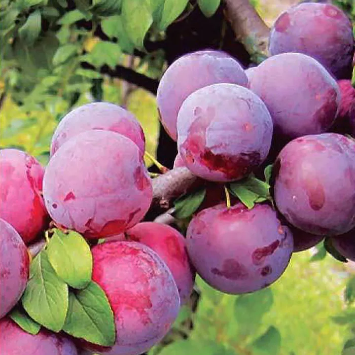 Алыча Путешественница 3-х летка Tim по цене  Алыча Путешественница 3-х летка Tim