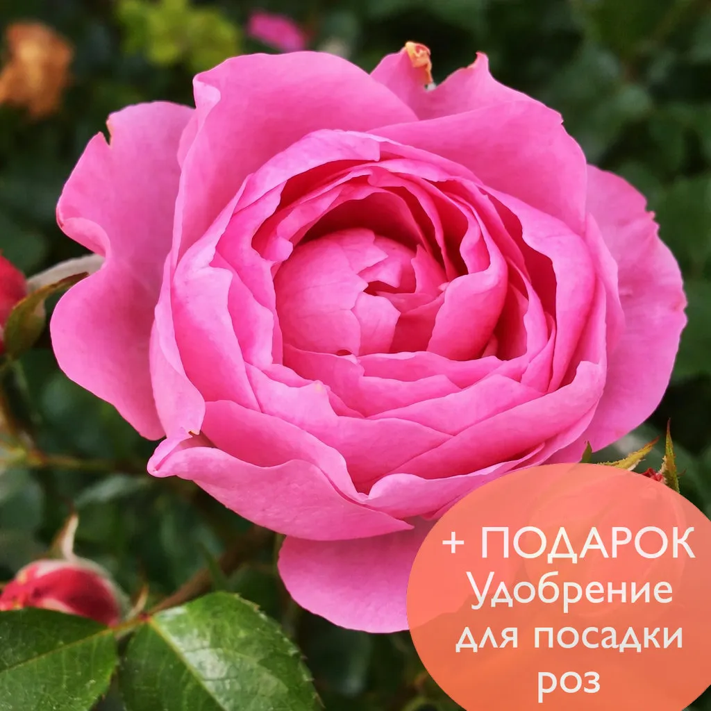 Роза  флорибунда Ай Эм Грейтфул в коробке Биосфера 