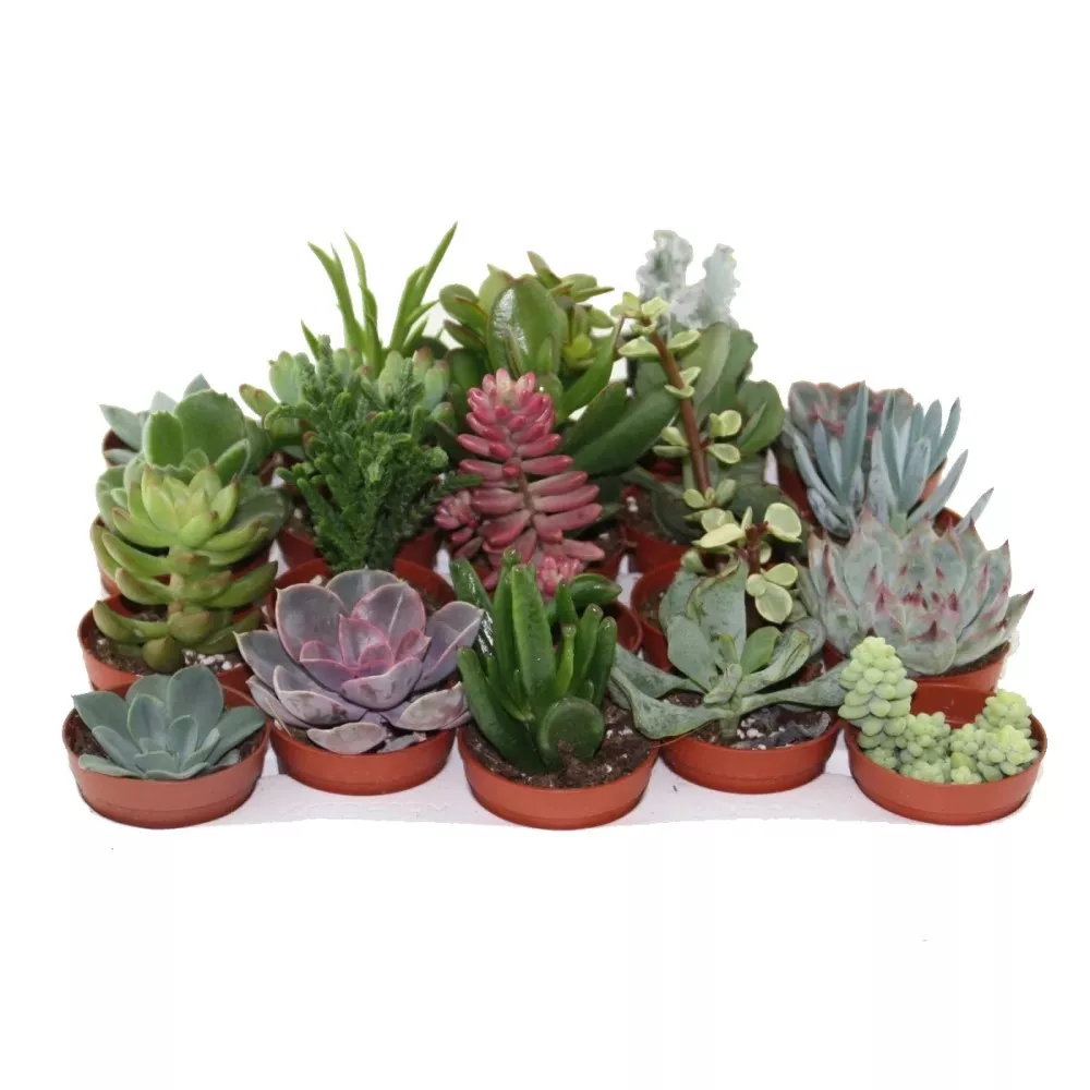 Суккулент микс d7 h17 