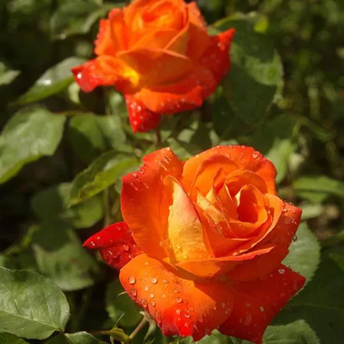 Роза кустовая Франц, c5 Tim 