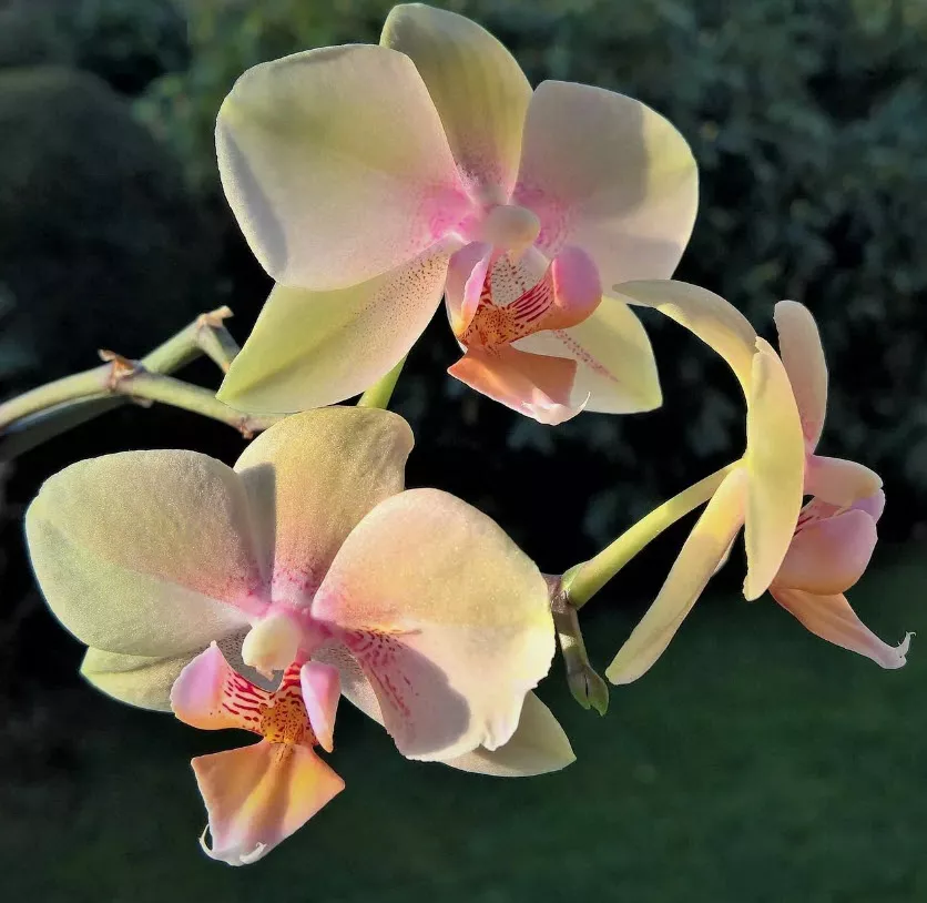 Фаленопсис 1ст d12 h60 ЯР 