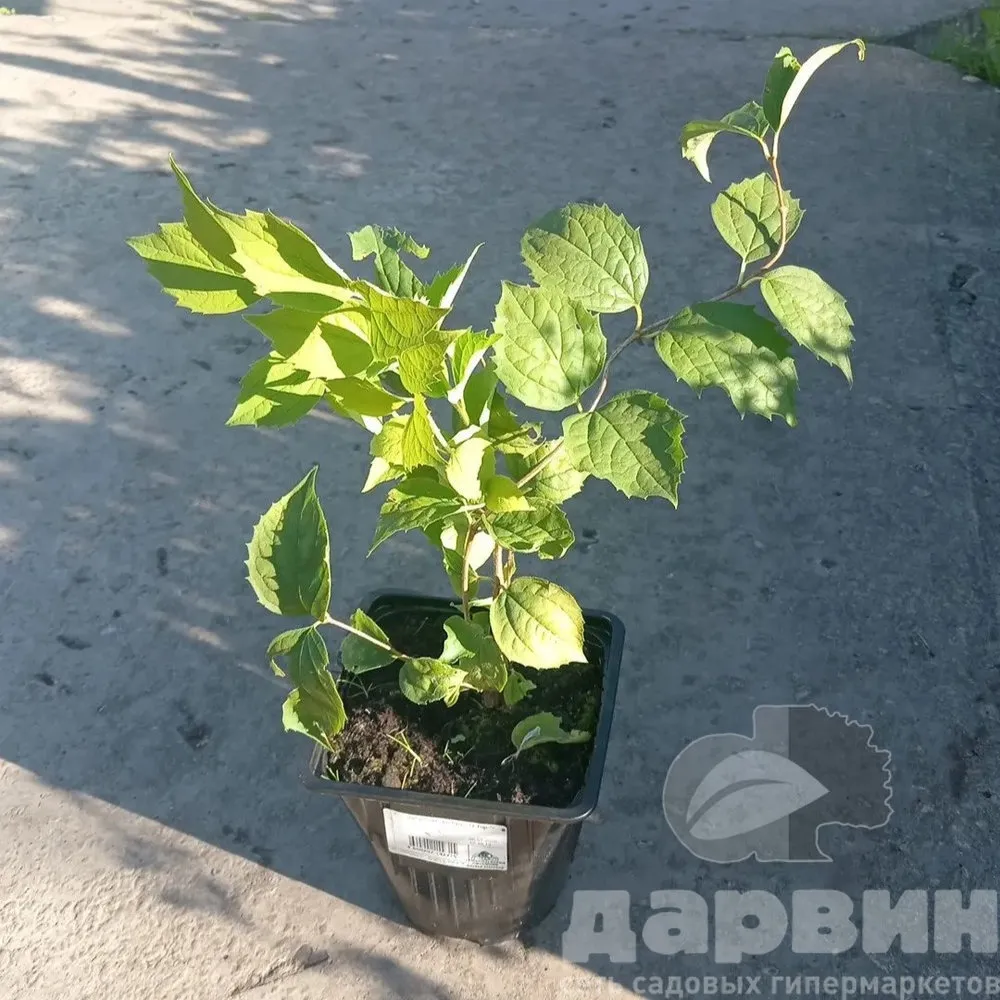 Чубушник Эльбрус v2 tim (1) ватермарка