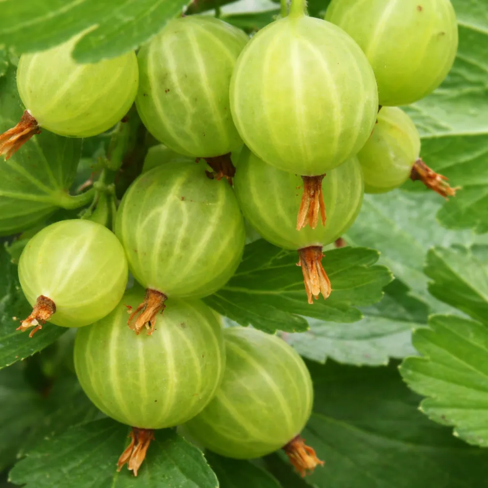 Крыжовник Шалун бесшипный v5 Lav 