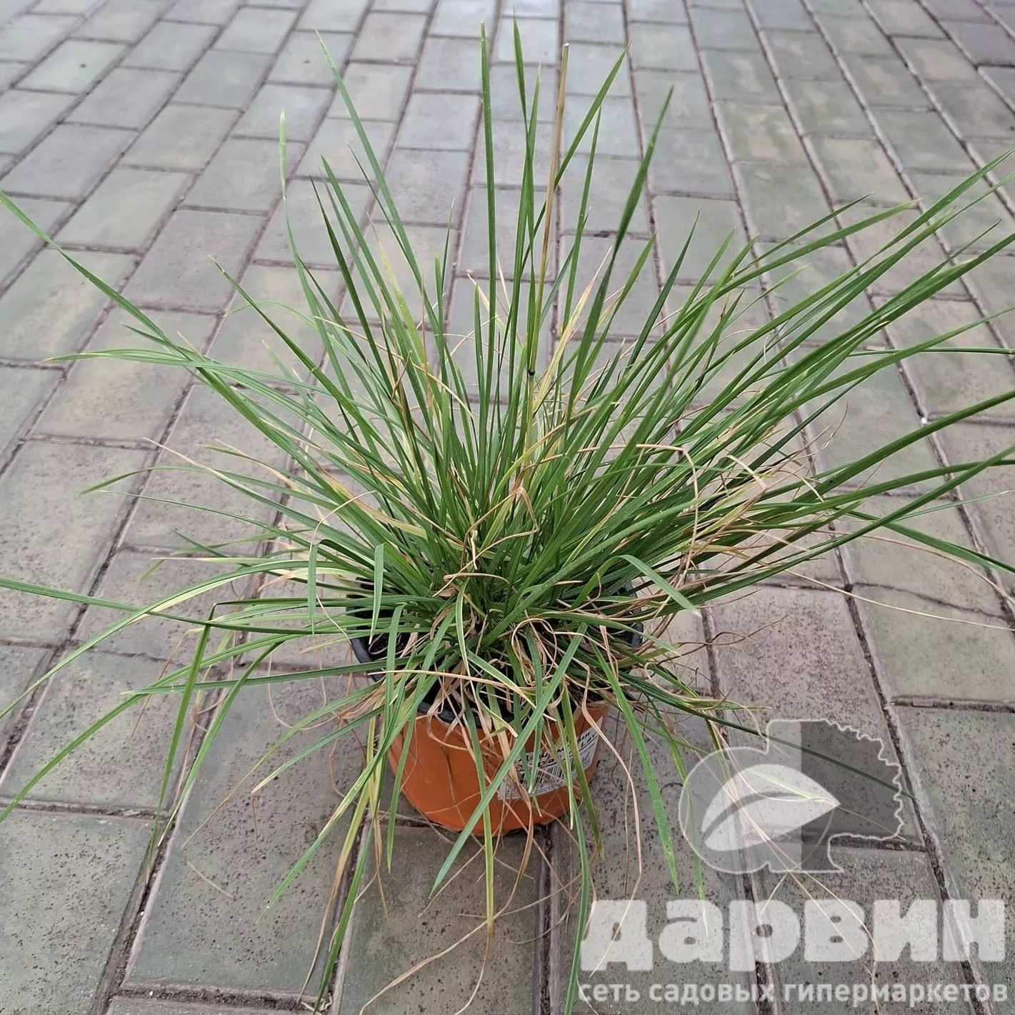 Дешампсия Голдтау v2 Lav 