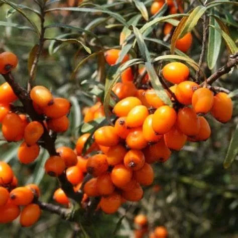 Облепиха Лейкора v2 CL 