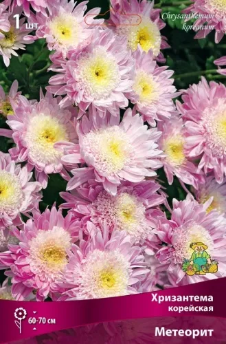 Корневище Хризантема корейская Метеорит I 1шт Поиск 