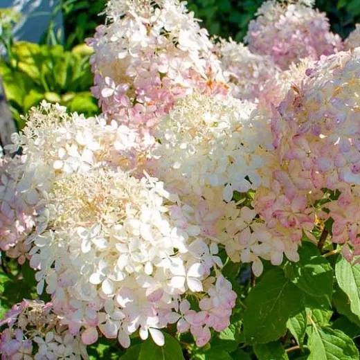Гортензия метельчатая Фантом v5 Tim 