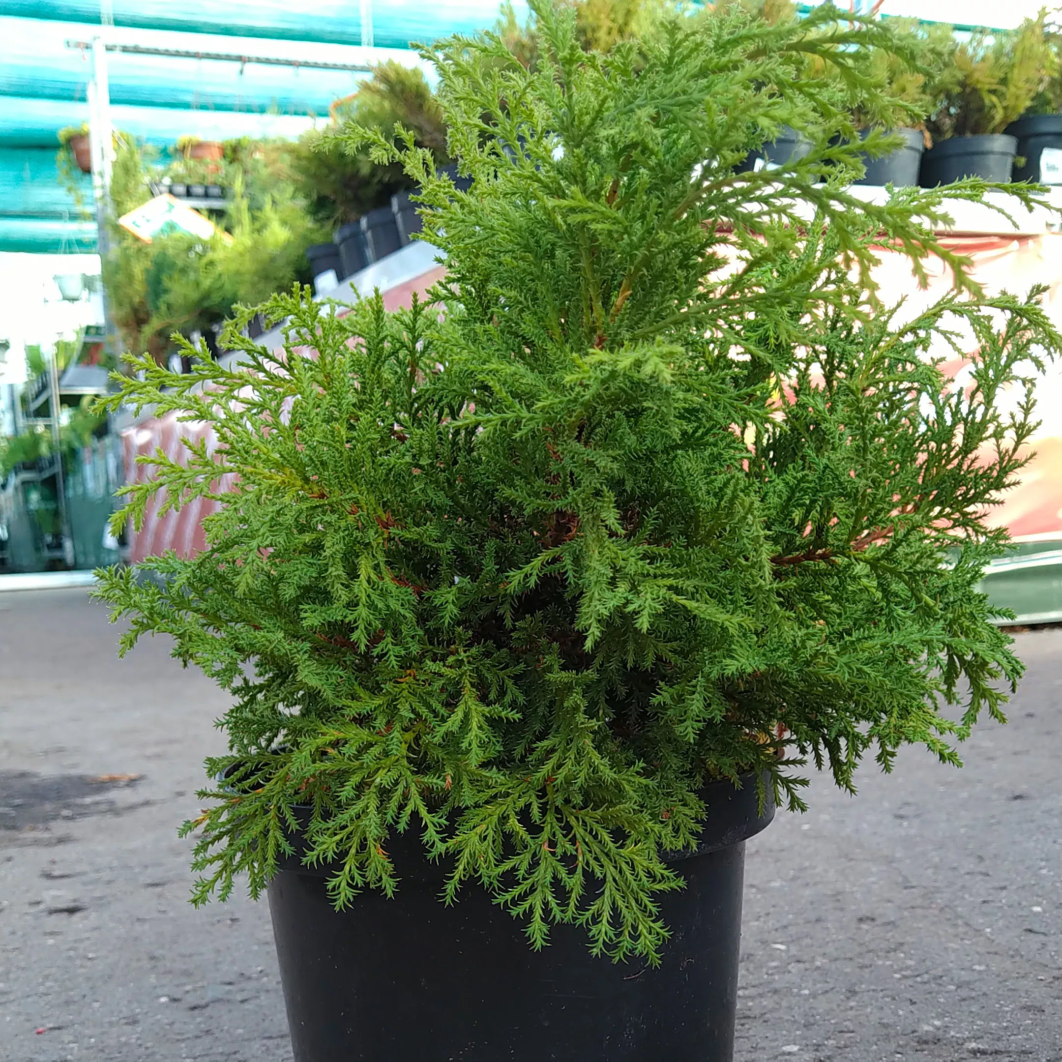 Микробиота перекрестнопарая P19 30-40 CM Tw 