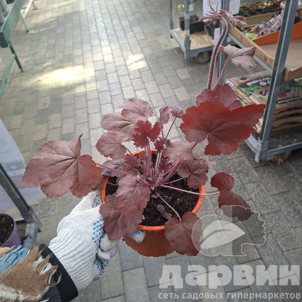 Гейхера Нозен Экспоуже Ред d15 Lav 