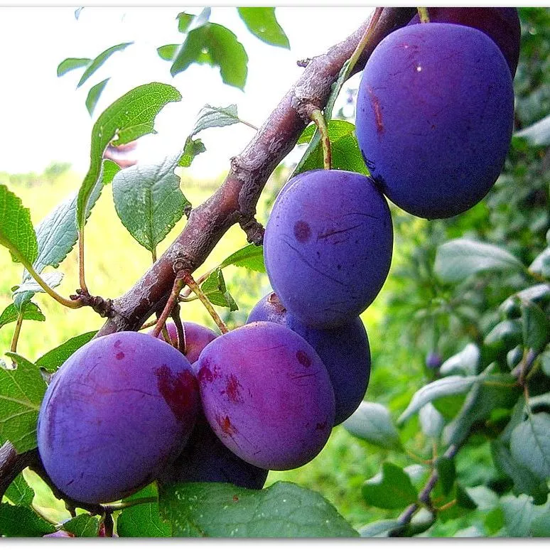 Слива Прима 3-х летка Tim 