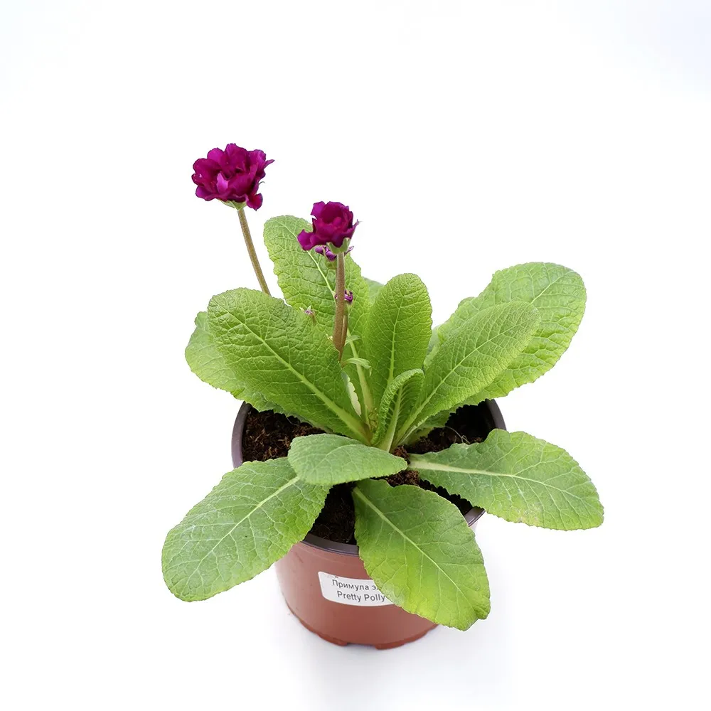 Примула Элатиор d12 Ег 