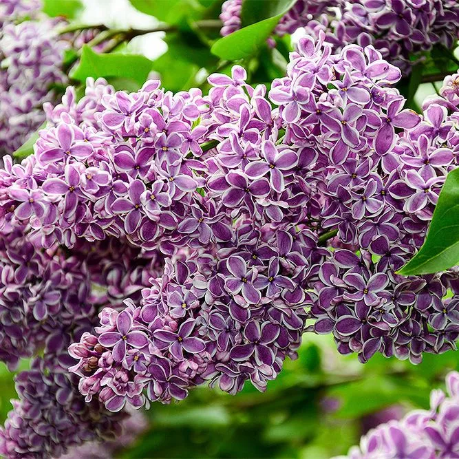 Сирень обыкновенная Сенсейшн 50-60см С3 