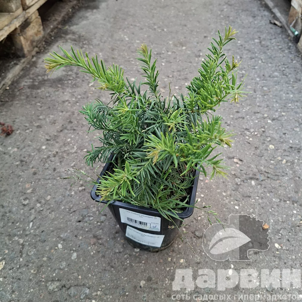 Тисс ягодный Репанденс v2 Lav 