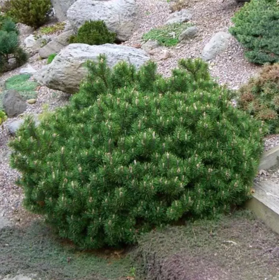 Сосна горная Gnom с12 35/40 Ks 