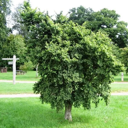 Вяз малый Жаклин Хилиер Р21, 60см Д 