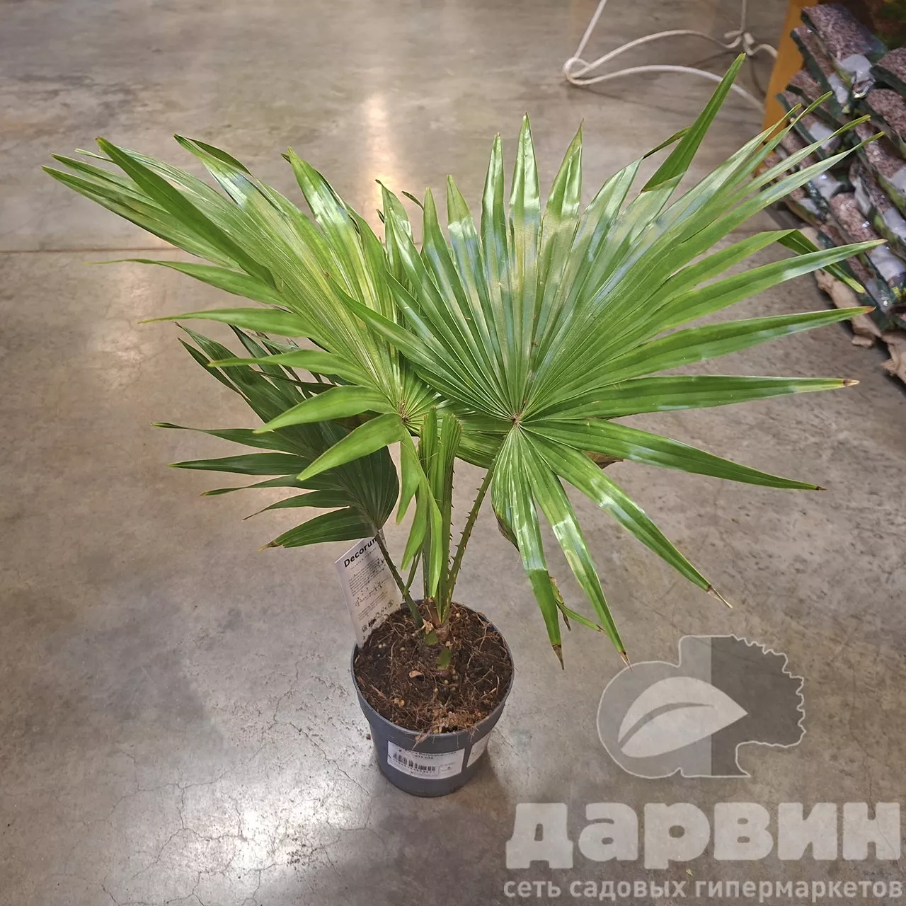 Ливистона Ротундифолия d12 h35 