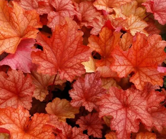 Гейхера гибридная Паприка I 1шт Поиск 