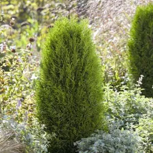 Туя западная Тотем Смарагд v2 25-30 