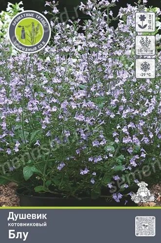 Кореневище Душевик котовниковый Блу 1шт Поиск 