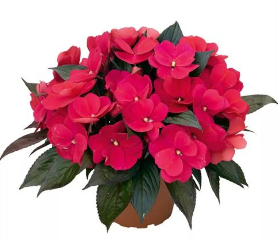 Бальзамин Уоллера d12 ХР 