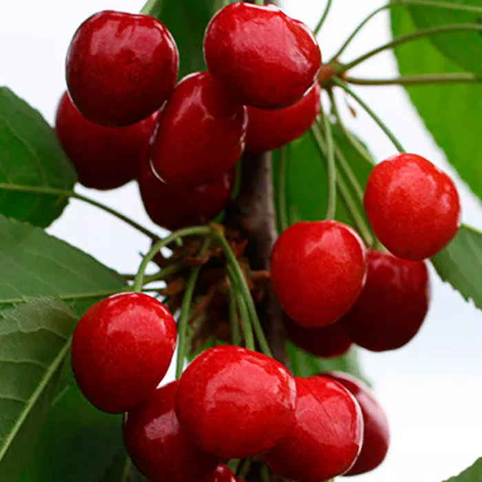 Черешня Тютчевка v7/10 120-140 Tim 