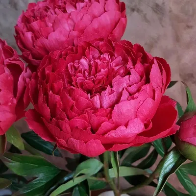 Пион молочноцветковый Авис Варнер 2-3. 1шт Поиск 