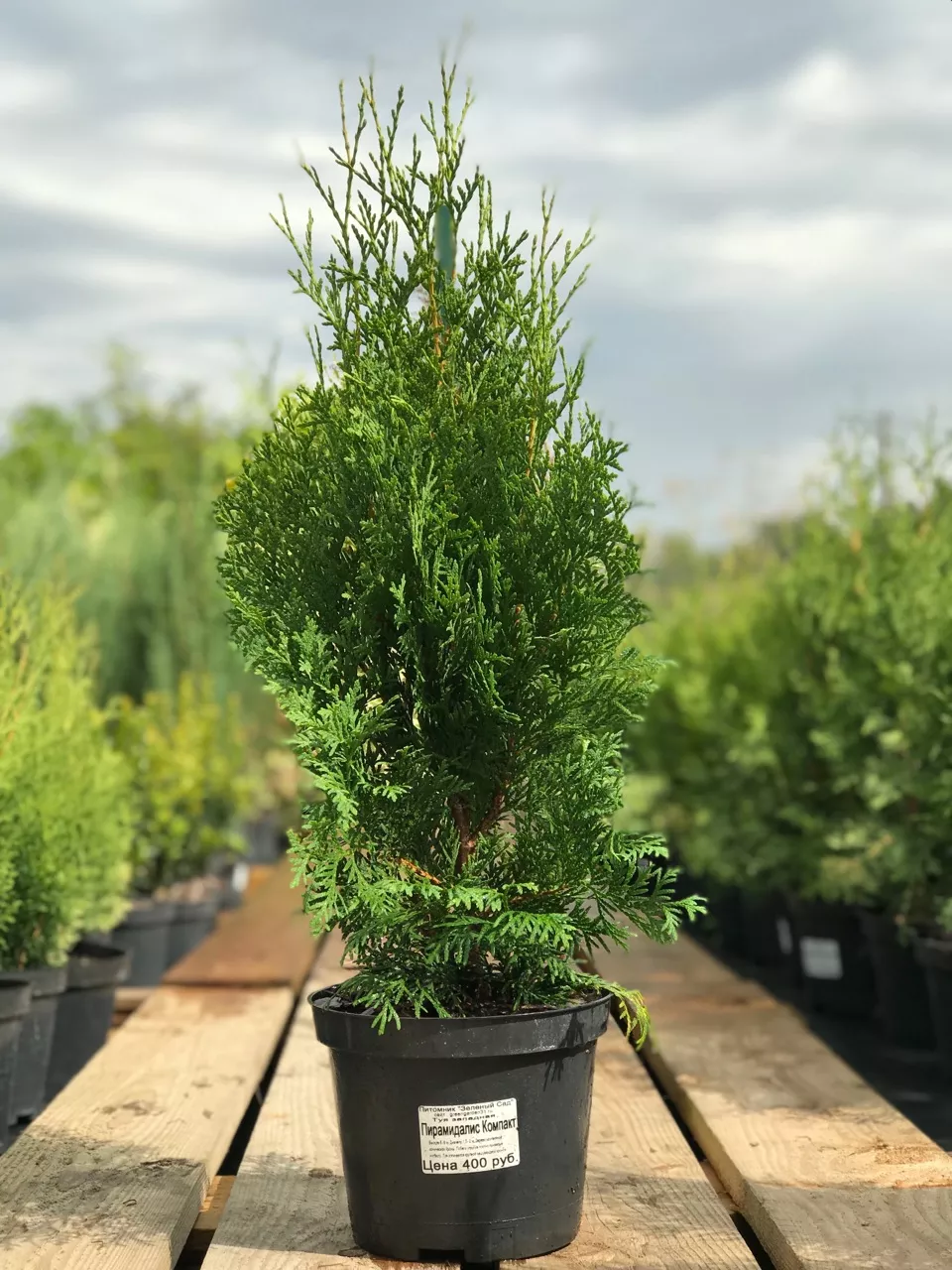 Туя западная Пирамидалис Компакта v5 20-40 YP 