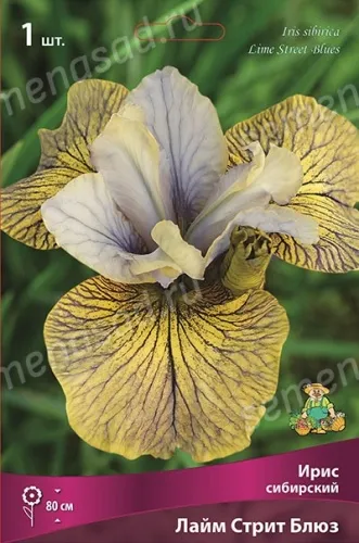 Кореневище Ирис сибирский Лайм Стрит Блюз 1шт Поиск 