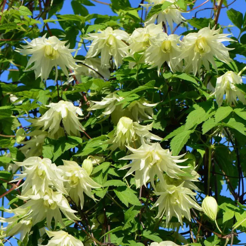 Клематис Лемон Дрим  Р9 CL 