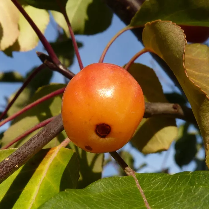 Яблоня Профьюжен с3/80-120 Bor 