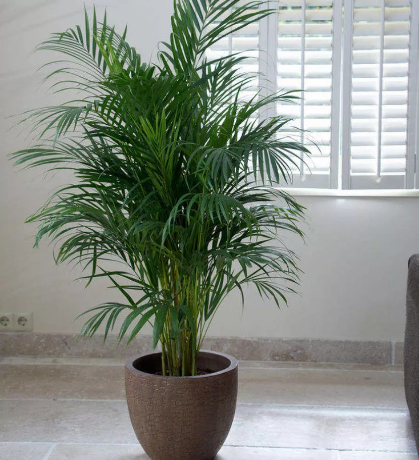 Арека пальма d17 h80 