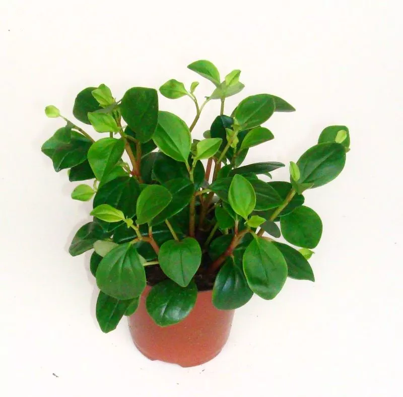 Пеперомия головатая в кашпо d23 Tim 