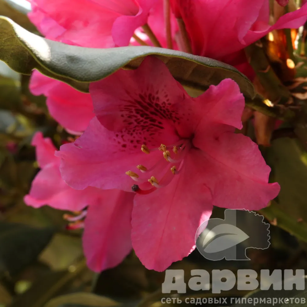 Рододендрон гибридный Нова зембла c5 