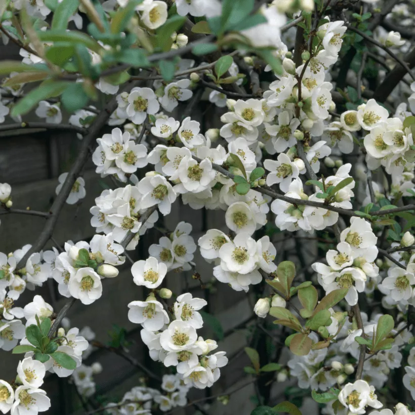 Айва японская Нивалис v2 Lav 