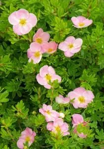 Лапчатка кустарниковая Princess С3-5 Tim 