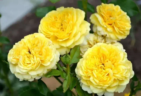 Роза Флорибунда Инка в коробке Биосфера 