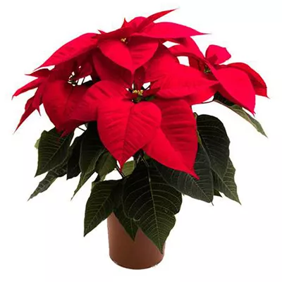 Пуансеттия d15  по цене 