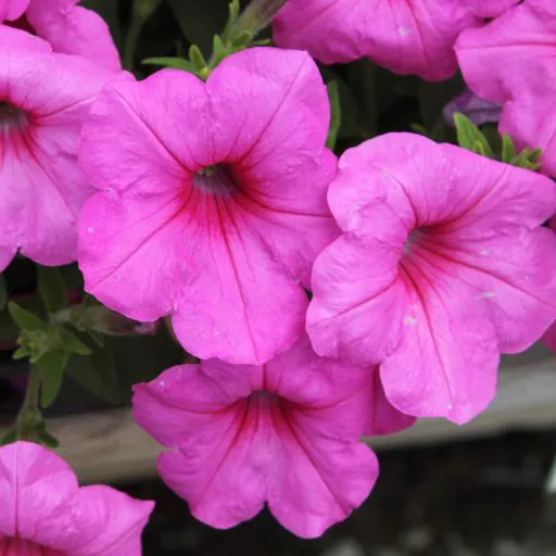 Петуния ампельная Изи Вейв Пассион розовая D23 ПВ 