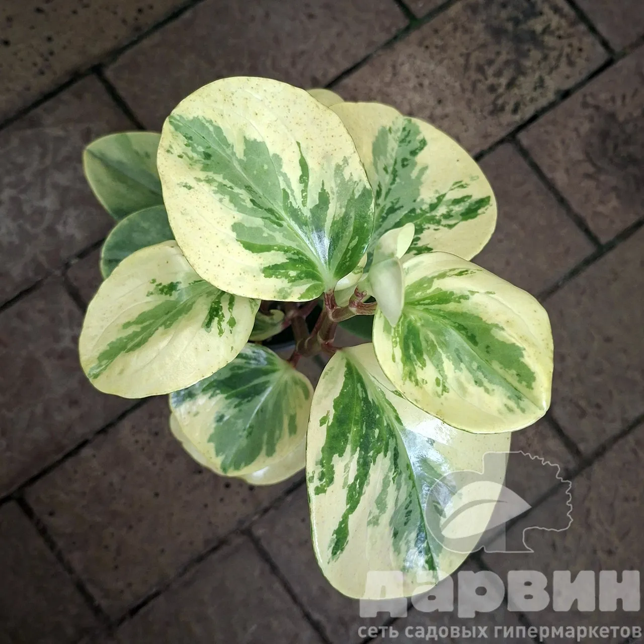 Пеперомия вариегата d15 Tim 