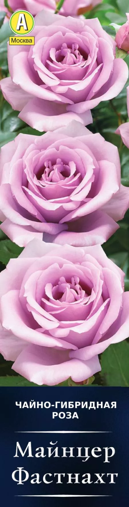 Роза чайно-гибридная Майнцер Фастнахт в коробке Аэлита 