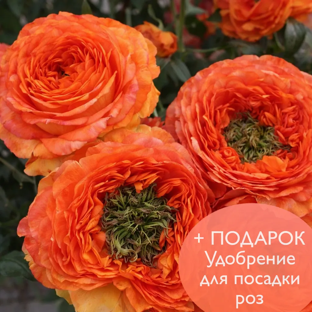 Роза чайно гибридная Грин Айсленд Самоа в коробке Биосфера + подарок