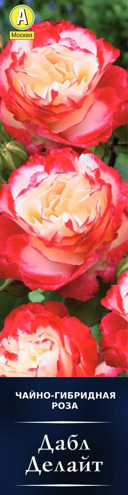 Роза чайно-гибридная Дабл Делайт в коробке Аэлита 