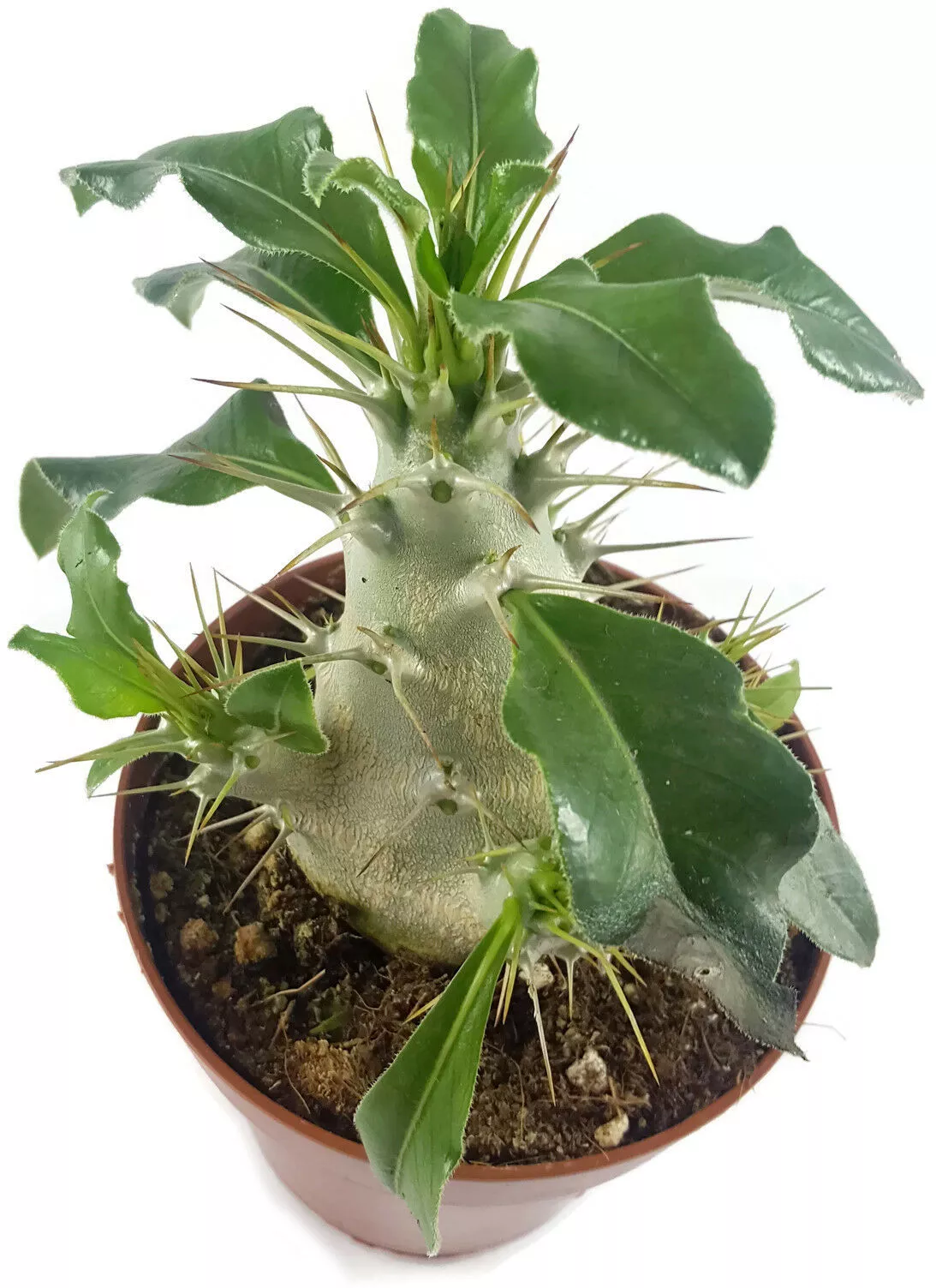 Пахиподиум Сондерса d12 h25 