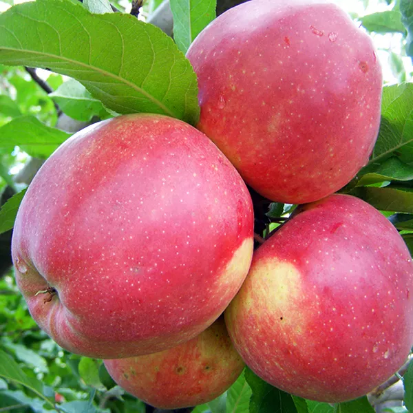 Яблоня Лигл v7 100-120 Tim 